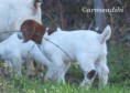 /album/fotogaleria-rufus/cabras-boer-rufus-11-jpg/